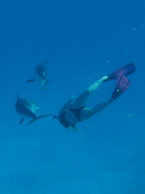 dolphin2