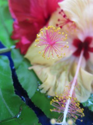 Colleen Patrice Gallery 10