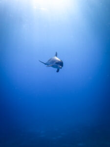 floating in a sea